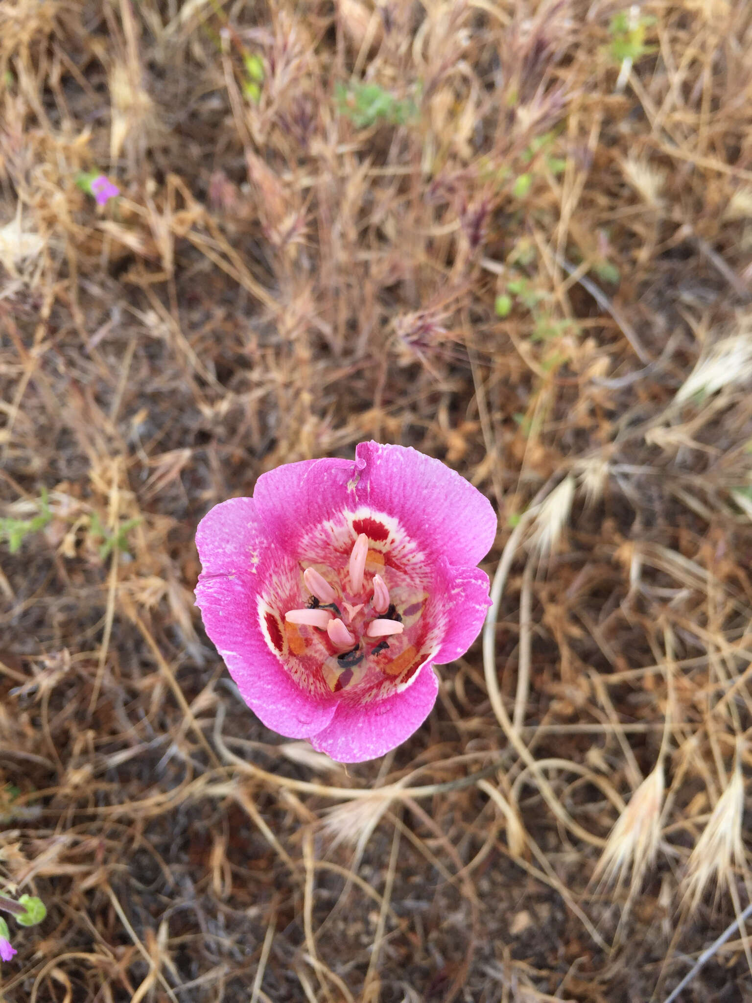 Image of butterfly mariposa lily