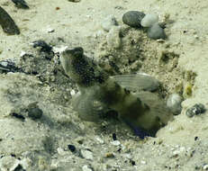 Image of Y-bar shrimp goby