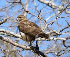 Image of Madagascan Buzzard