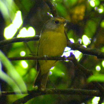 Piprites chloris (Temminck 1822)的圖片