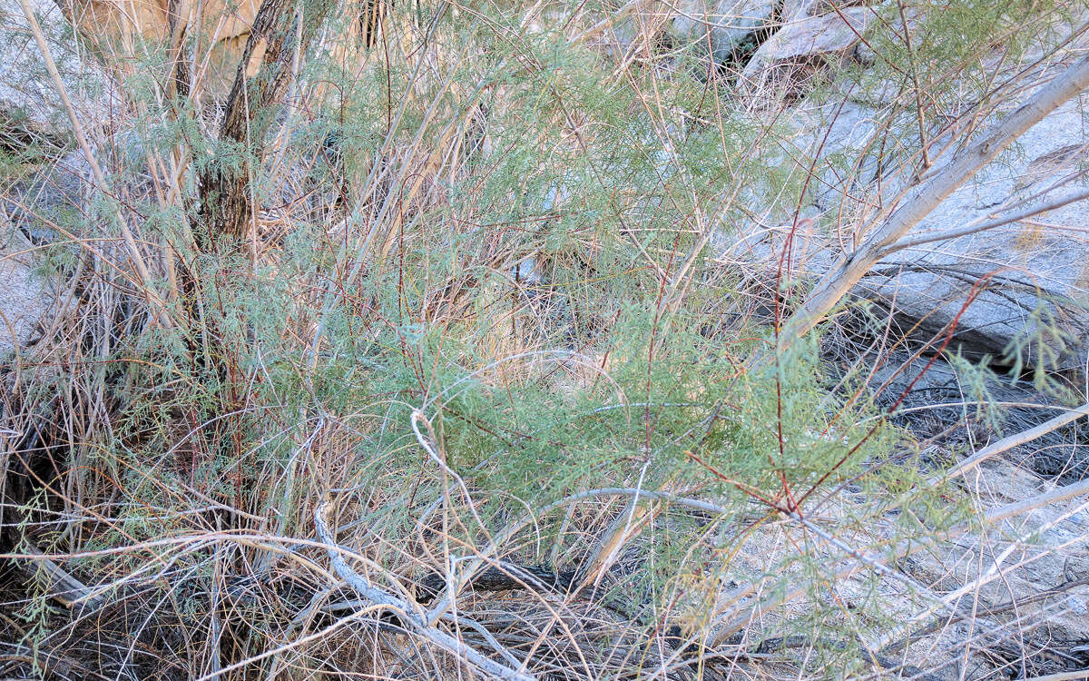 Image of saltcedar