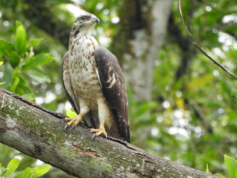 Image of Barred honey buzzard