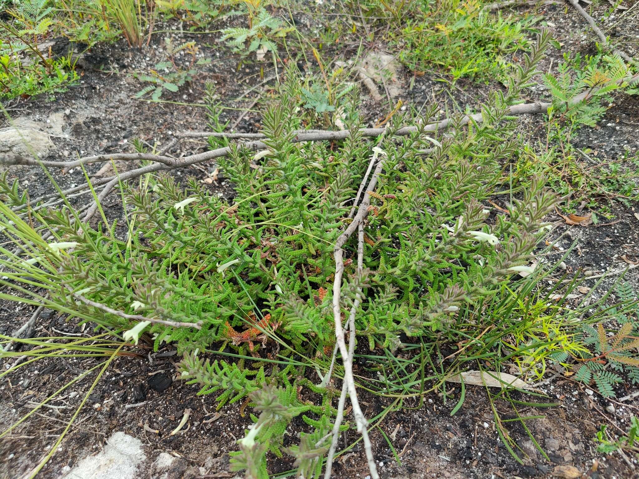 Image of Chloanthes stoechadis R. Br.