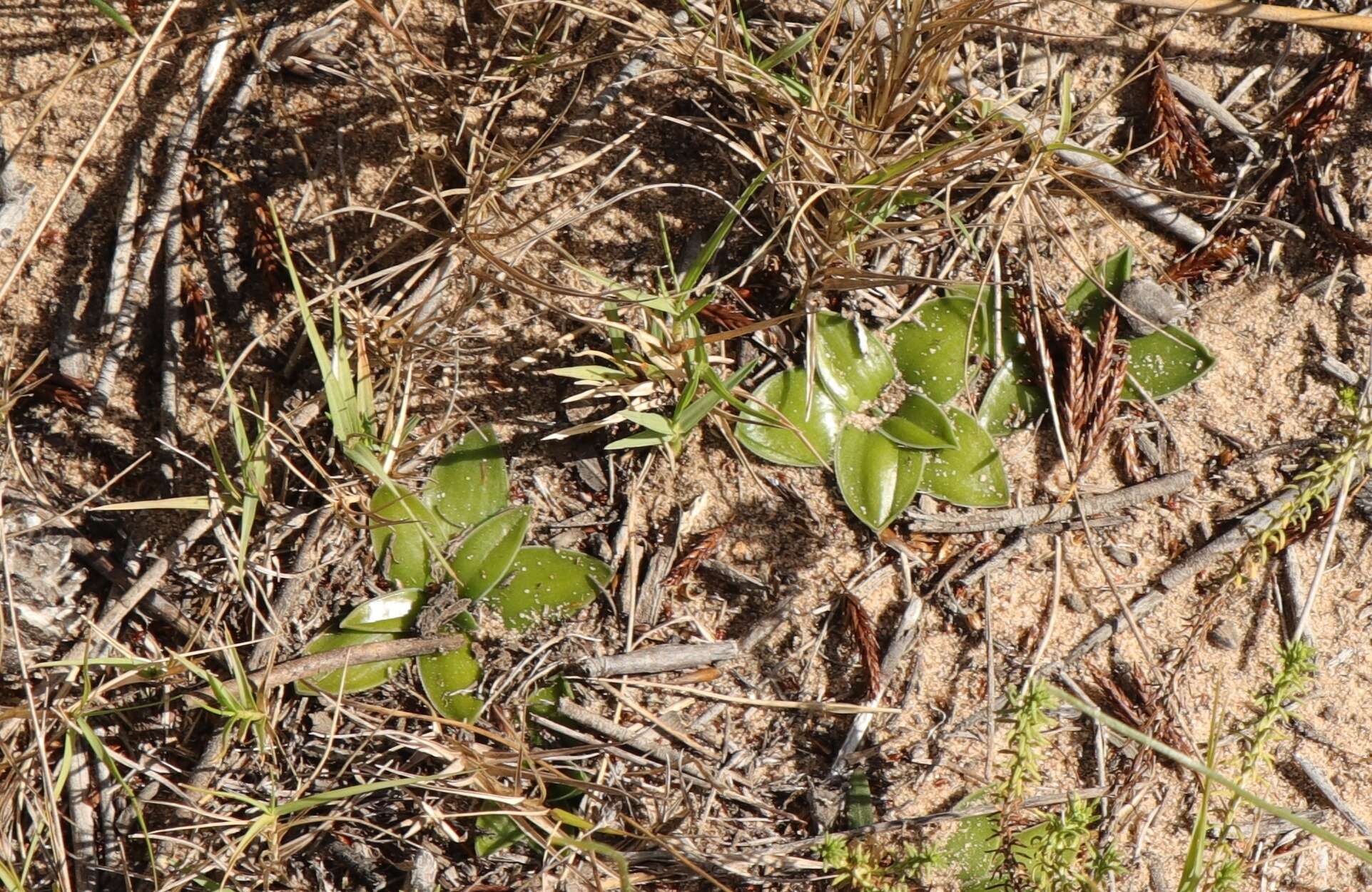 Image of Drimia ciliata (L. fil.) J. C. Manning & Goldblatt