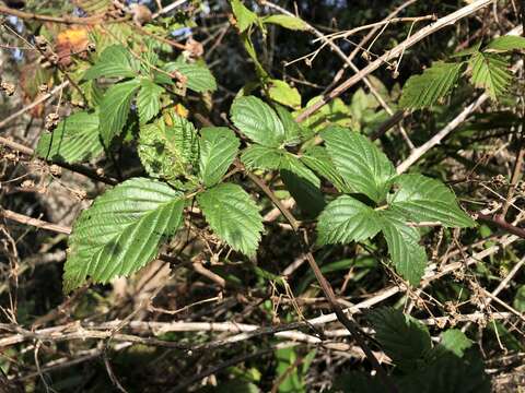 Sivun Rubus argutus Link kuva