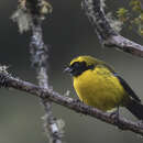 Image of Masked Mountain Tanager