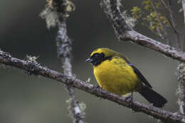 صورة Tephrophilus wetmorei Moore & RT 1934