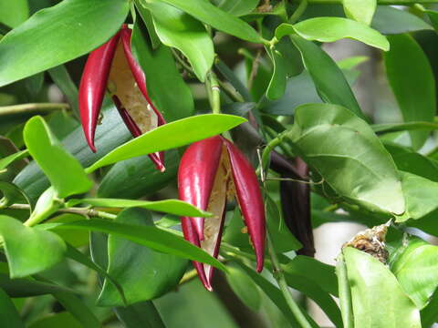 Image of Adenia heterophylla (Bl.) Koord.