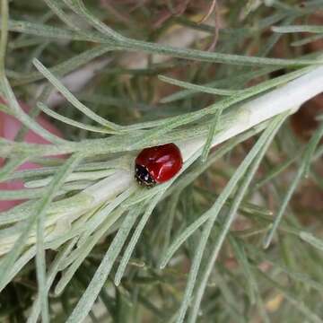 Image of Spotless Lady Beetles