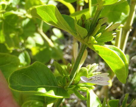 Image of Hypoestes aristata var. thiniorum K. Balkwill