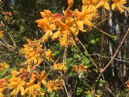 Imagem de Rhododendron austrinum (Small) Rehd.