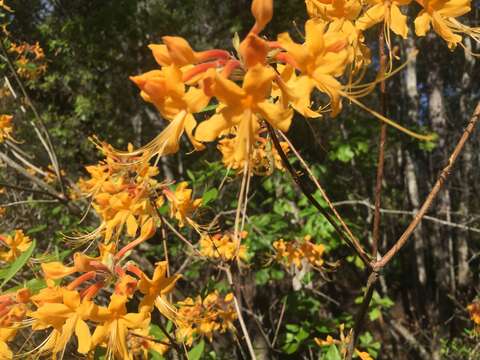 Image of orange azalea