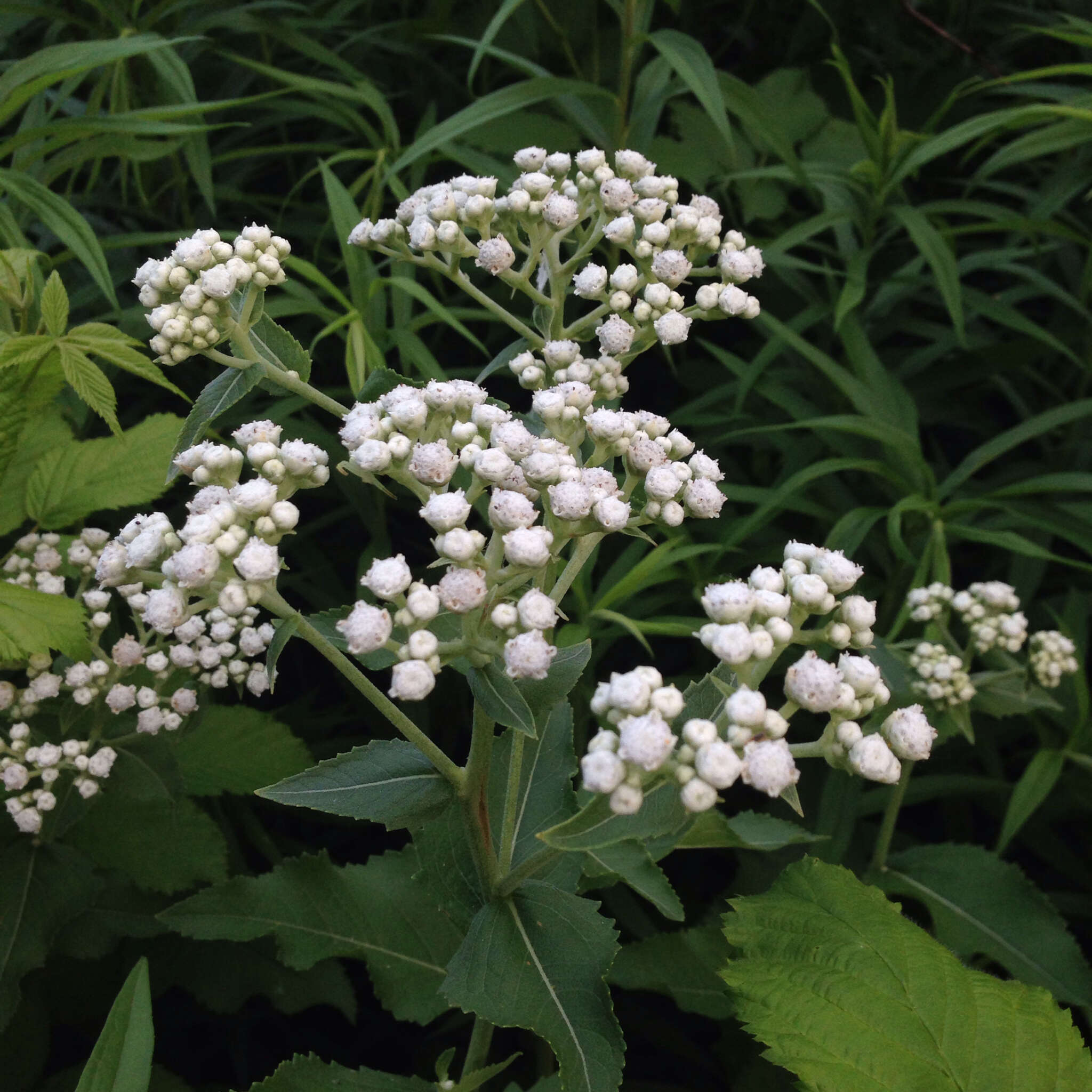 Image of American feverfew