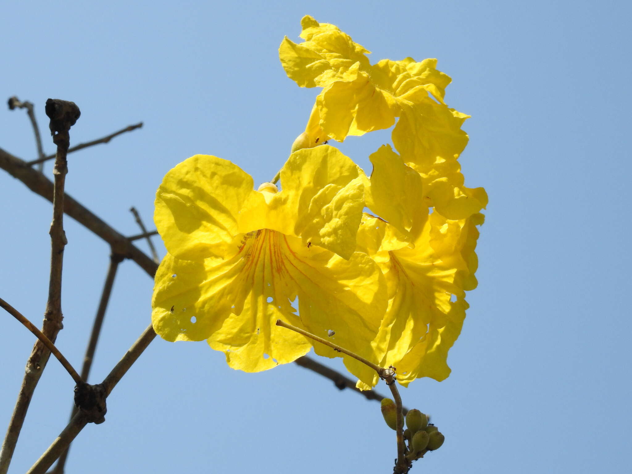 Image of yellow poui