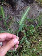 Hordeum murinum L.的圖片