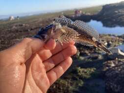 Image of Round-nosed sculpin