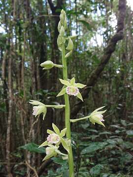 Image of Beyrich's hooded orchid