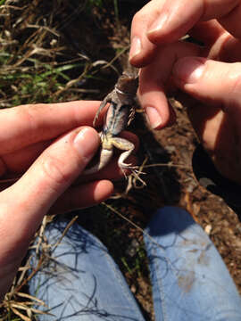 Image of Sceloporus variabilis marmoratus Hallowell 1852