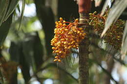 Image of Areca vestiaria Giseke