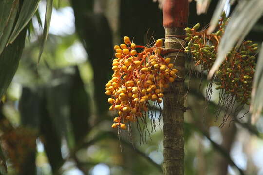 Image of Areca vestiaria Giseke