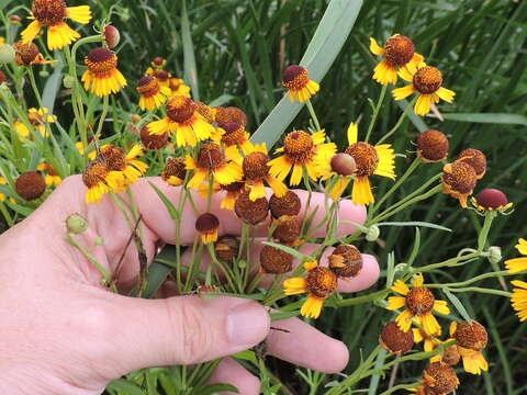 Image of pretty sneezeweed