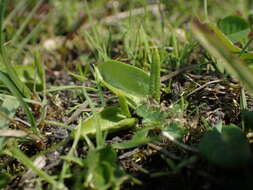 Image de Ophioglossum azoricum C. Presl