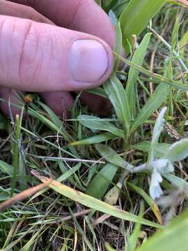 Image of Columbian whitetop aster