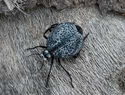 Image of Desert Spider Beetles