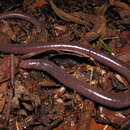 Plancia ëd Luetkenotyphlus brasiliensis (Lütken 1851)