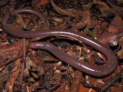 Plancia ëd Luetkenotyphlus brasiliensis (Lütken 1851)