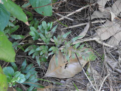 Image of Pteris semipinnata L.