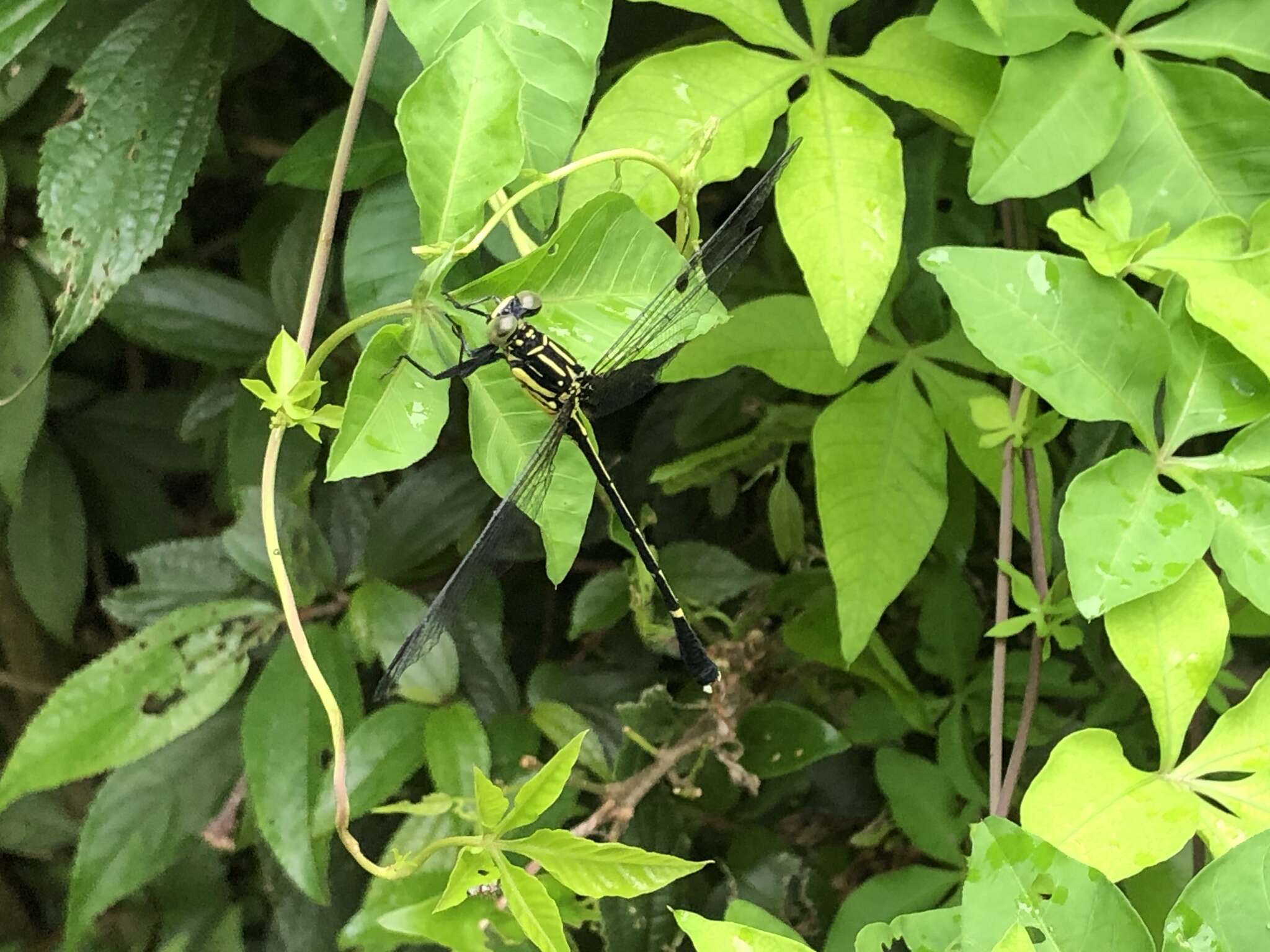 Image of Leptogomphus sauteri Ris 1912