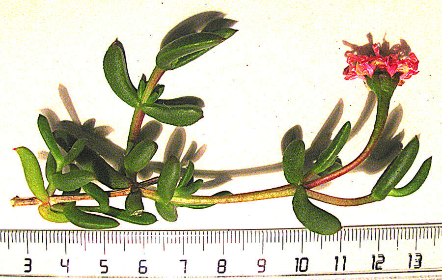 Imagem de Delosperma virens L. Bol.