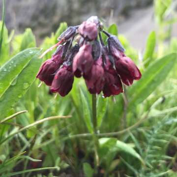 Cynoglossum olgae (Regel & Smirn.) Greuter & Stier resmi