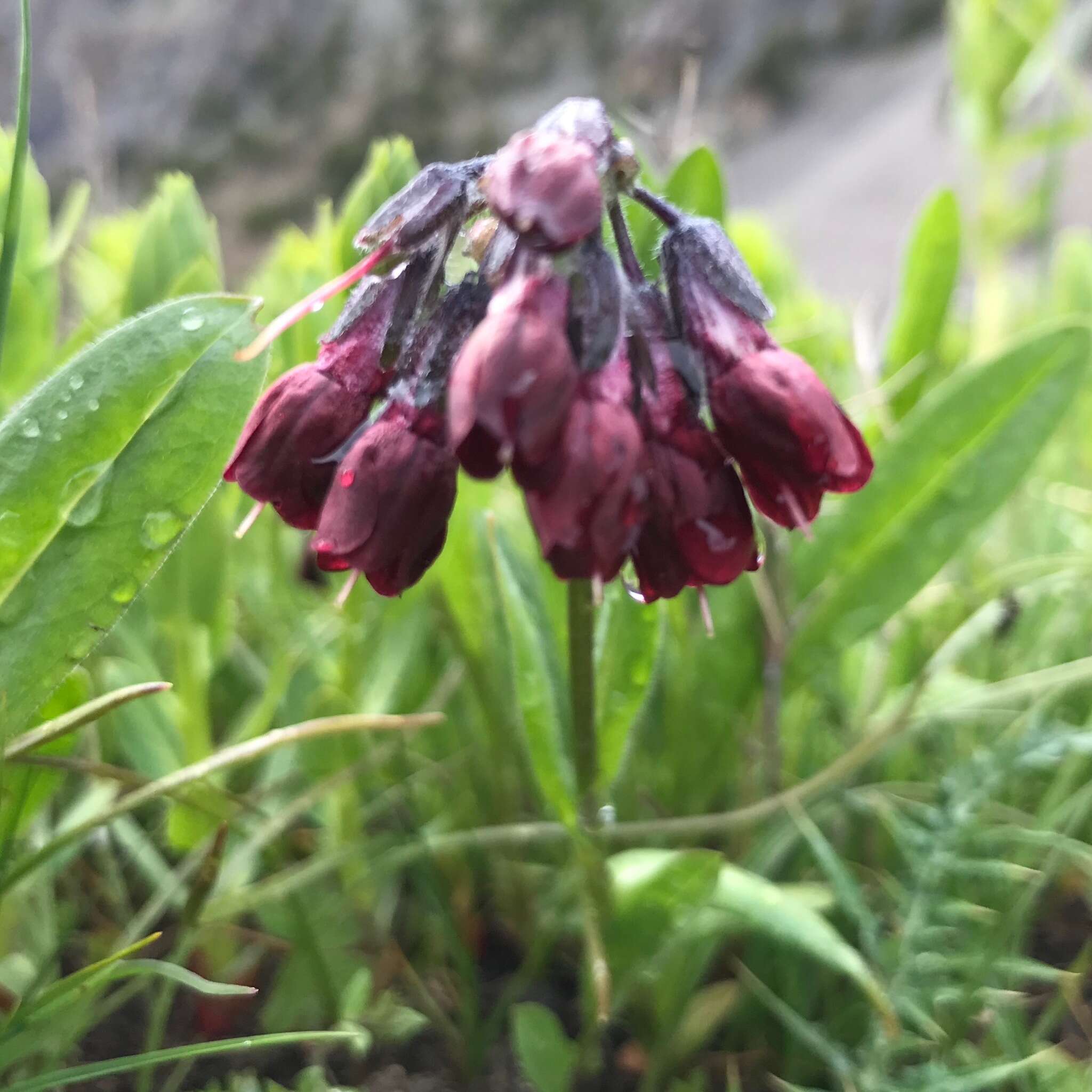 Image of Cynoglossum olgae (Regel & Smirn.) Greuter & Stier