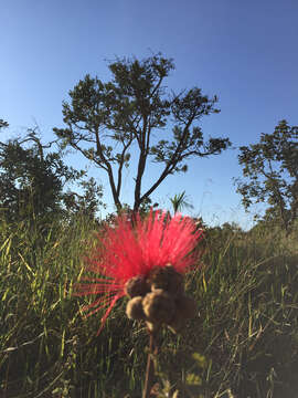 Image of Calliandra dysantha Benth.