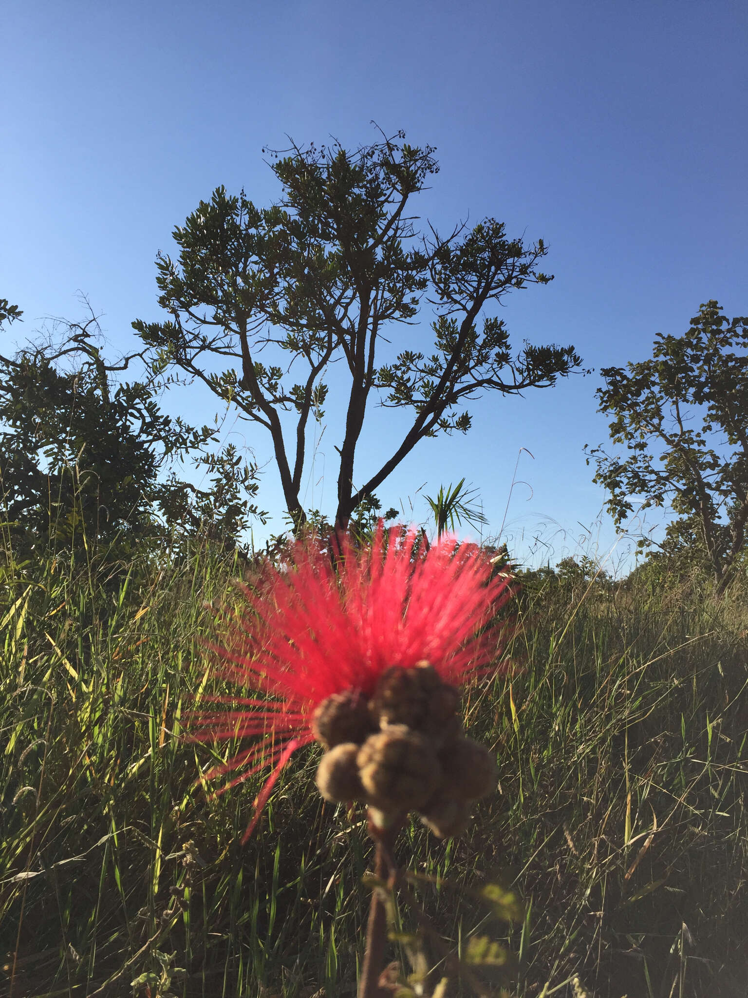 Calliandra dysantha Benth.的圖片