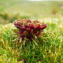 Imagem de Lysipomia sphagnophila Griseb. ex Wedd.