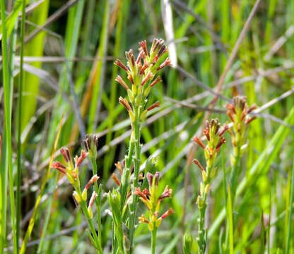 Image of Gnidia gymnostachya (C. A. Mey.) Gilg