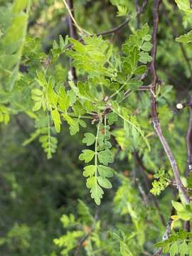 Image of Bursera laxiflora S. Wats.