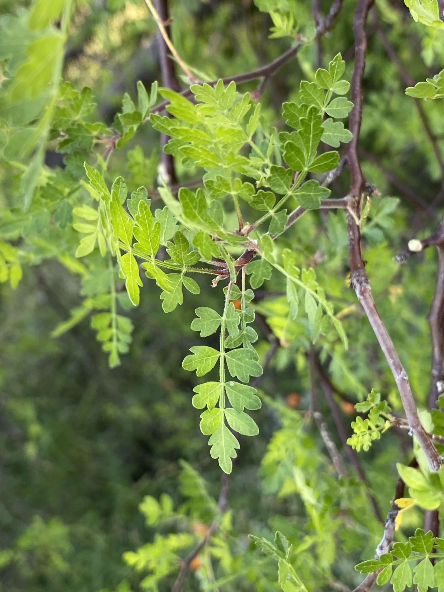 Image of Bursera laxiflora S. Wats.