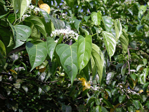 Image of Cordia lucidula I. M. Johnst.