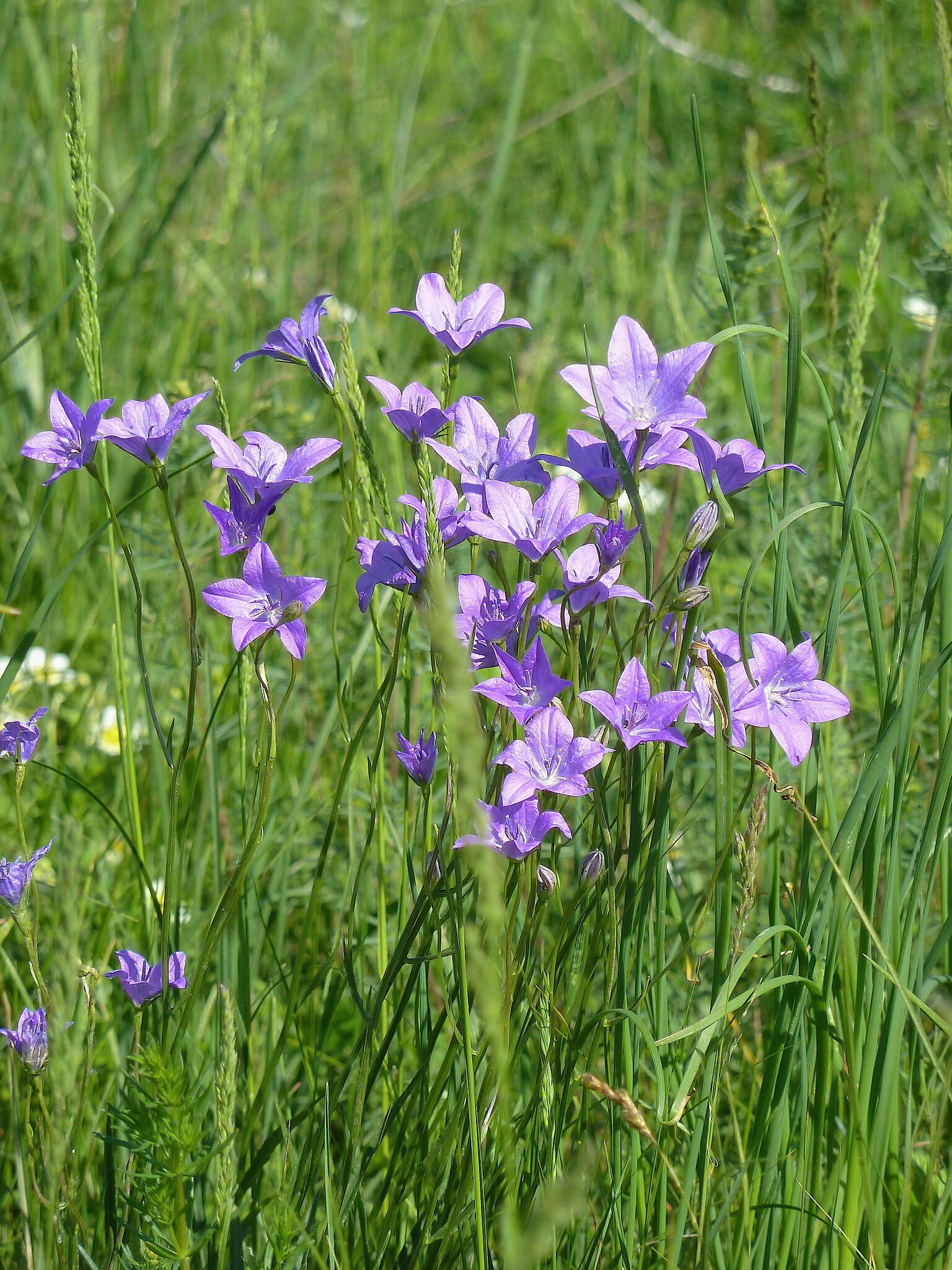 Campanula stevenii subsp. wolgensis (P. A. Smirn.) Fed. resmi