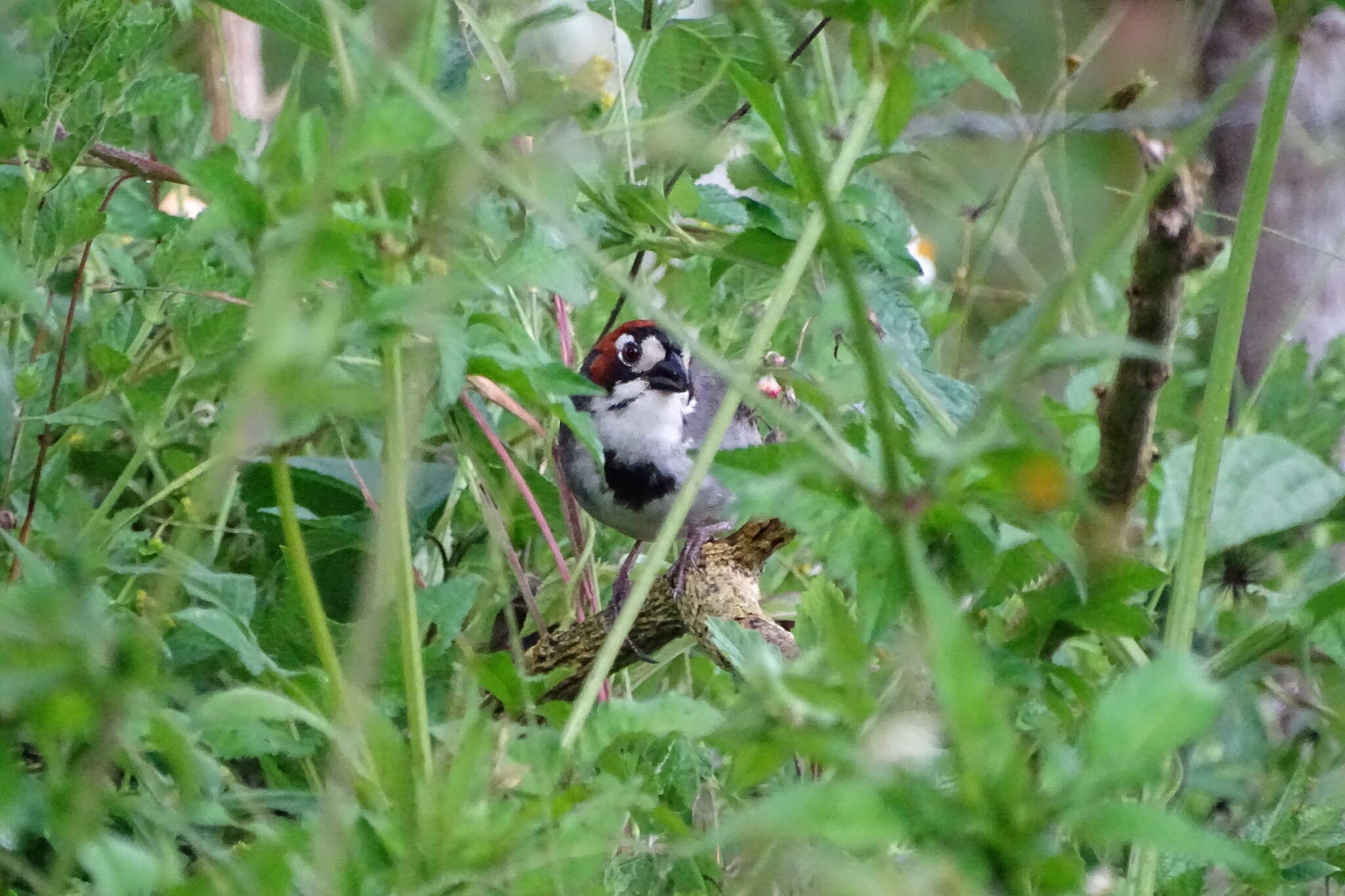 Image of Cabanis's Ground Sparrow