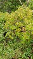 Image of Hypericum glandulosum Dryand. ex Ait.