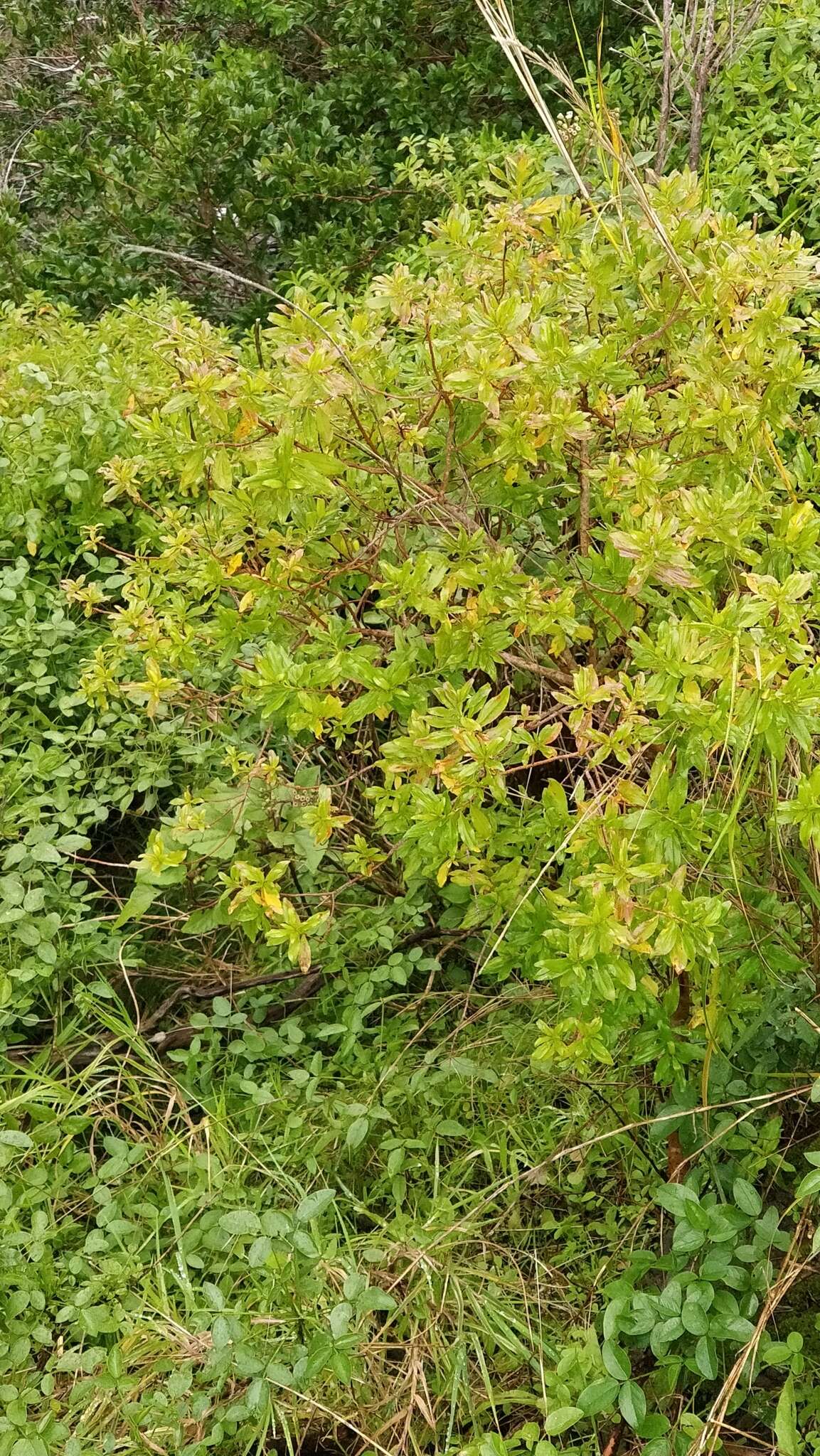 Image of Hypericum glandulosum Dryand. ex Ait.