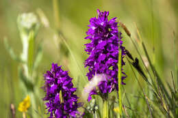 Image of Dactylorhiza cordigera (Fr.) Soó