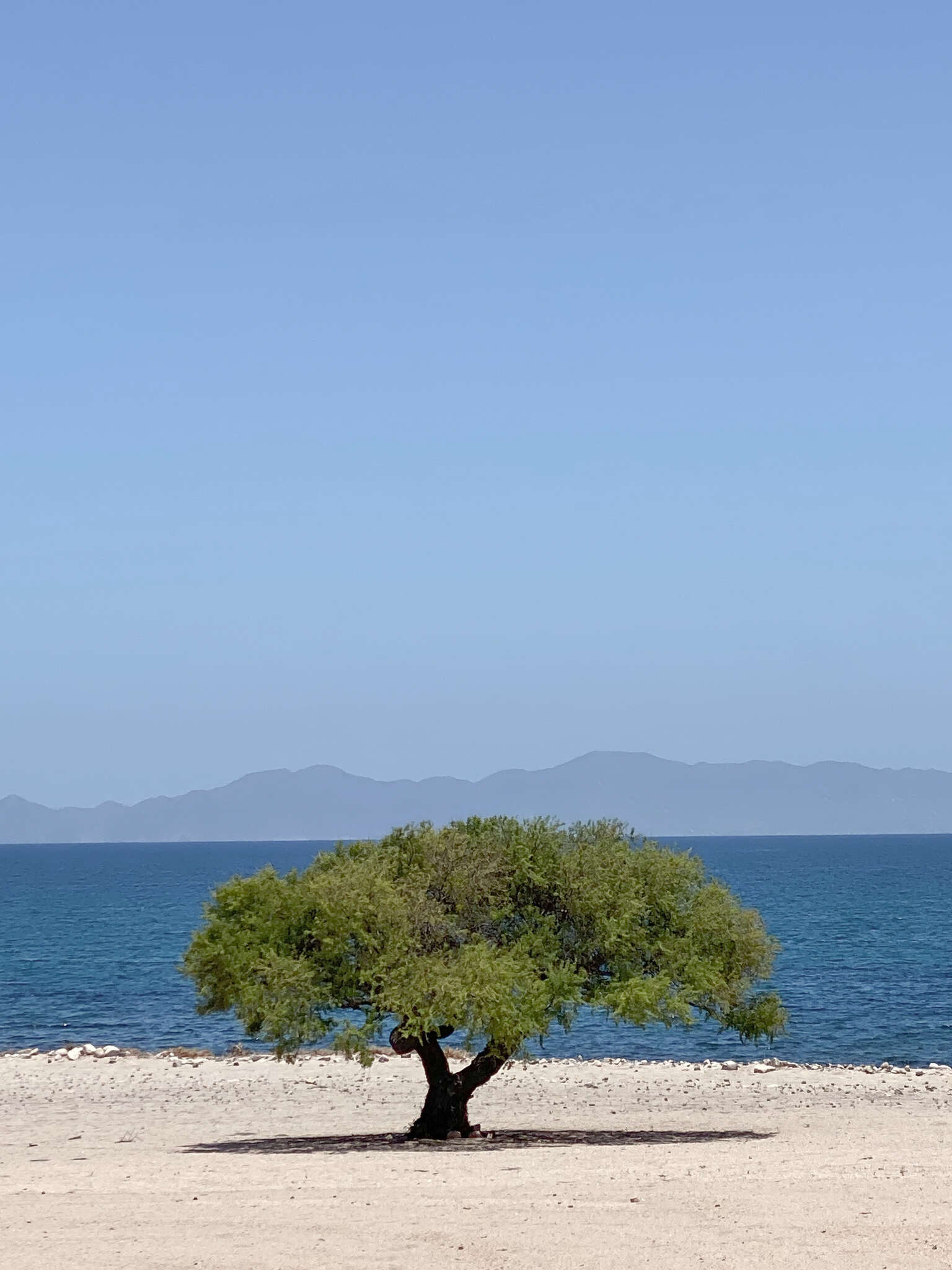 Image of Senegalia peninsularis Britton & Rose