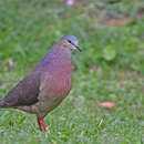 Image of Tolima Dove