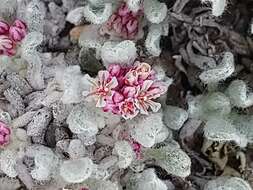 Image of Eriogonum soliceps Reveal & Björk